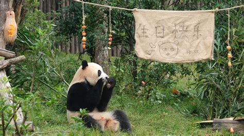 Cub Born to Giant Panda at National Zoo | The Weather Channel