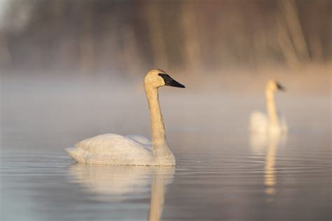 Bird of the Week: Trumpeter Swan – Huron-Clinton Metroparks