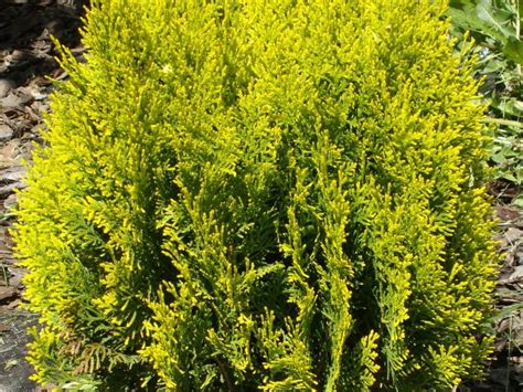 Lemon Cypress Care: How To Care For Lemon Cypress Outdoors And In The ...