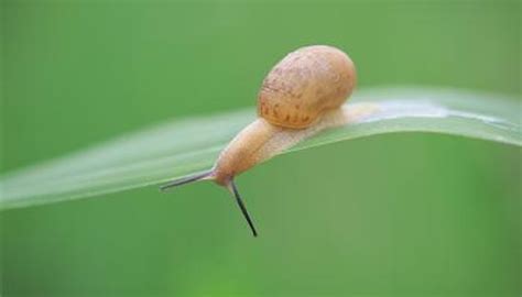 Do Snails Have a Mouth? | Animals - mom.me