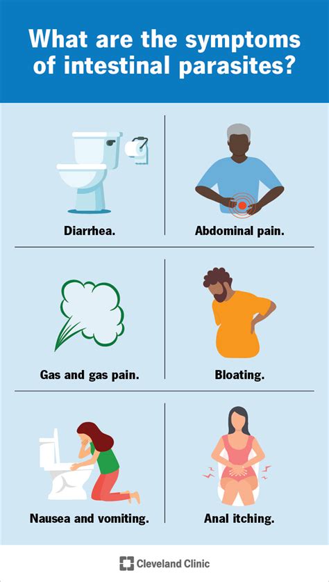 Intestinal Parasites & Worms: Symptoms, Types, Treatment