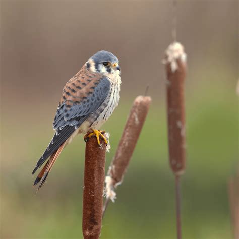 Do Birds Eat Ants? All Questions Answered! - Happy Birding