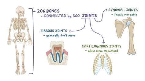 Three Types Of Fibrous Joints