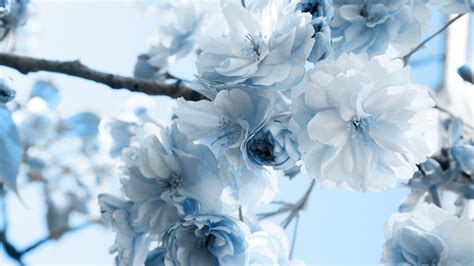 Blue Flower Wallpaper (60+ pictures)