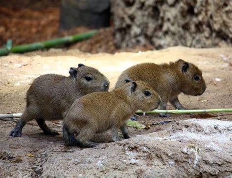 Faits sur le capybara, régime alimentaire, habitat, durée de vie, en ...