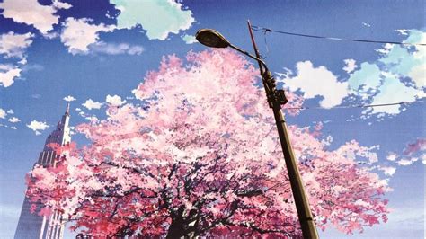 Cherry Blossom Pink Anime Wallpaper Hd - Guitar Rabuho