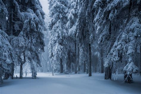 foggy winter III | Winter scenery, Winter forest, Landscape