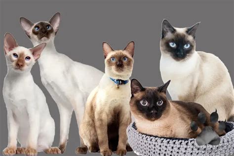 Siamese Cats: 5 Unique Differences You Must Know