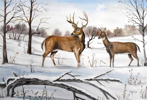 'Early Snow' Whitetail deer 16x20 Watercolor #whitetaildeerwatercolor ...