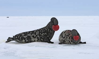 Foca de Casco | Wiki Reino Animalia | Fandom