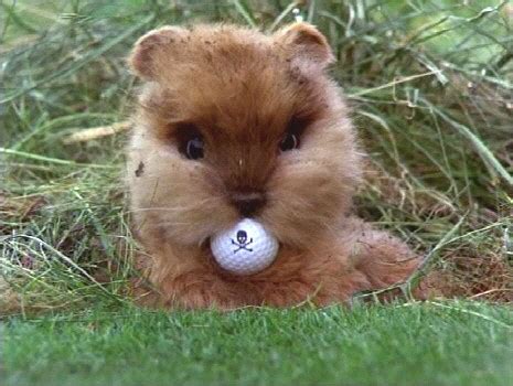 Caddyshack gopher | Caddyshack gopher, Golf quotes, Golf with friends