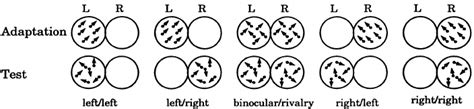 Schematic of the stimuli used in Experiment 2. | Download Scientific ...