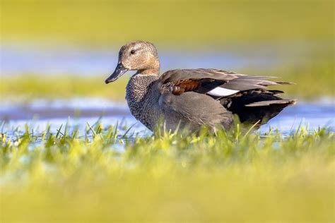 Premium Photo | Gadwall duck in natural wetland habitat