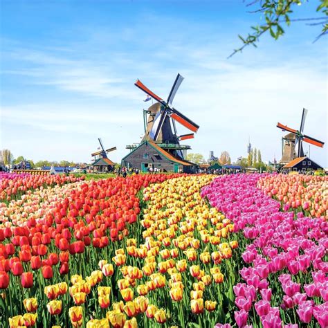 Netherlands - The Land of Tulips - Article on Thursd