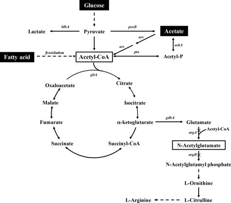 Overview of acetyl-CoA metabolism in Escherichia coli and the ...