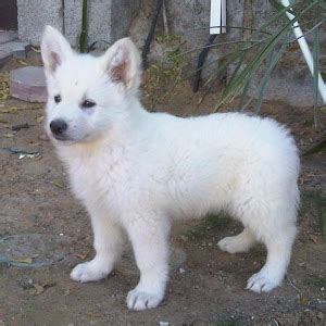 About Dog White German Shepherd: Basics of White German Shepherd Training