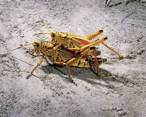 Grasshopper | Description, Features, & Species | Britannica