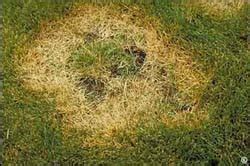 1528 – Necrotic Ring Spot on Kentucky Bluegrass – PlantTalk Colorado