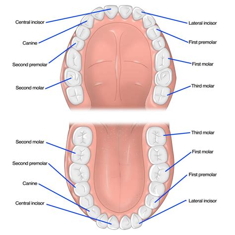 Different Types of Teeth | Quality Dental Care | Omaha, NE