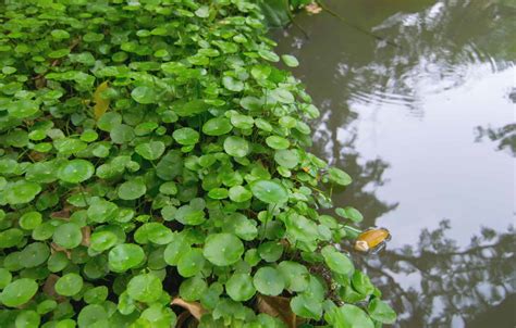 Hydrocotyle Vulgaris: Ultimate Care Guide - Fish Laboratory