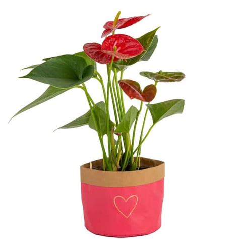 Costa Farms Anthurium Indoor Plant in 4 in. Heart Washable Pot, Avg ...