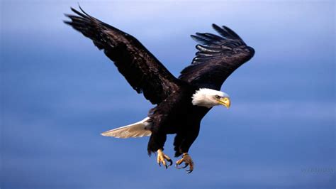 🔥 [70+] Flying Eagle Wallpapers | WallpaperSafari