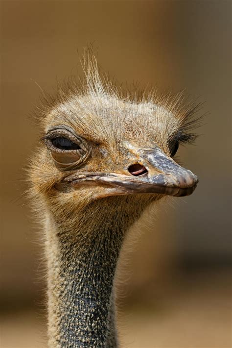 Brown Ostrich · Free Stock Photo