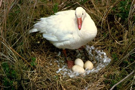 Free picture: snow, goose, bird, stands, nest, eggs