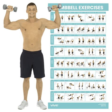 Vive Dumbbell Exercise Poster - Home Gym Workout for Upper, Lower, Full ...