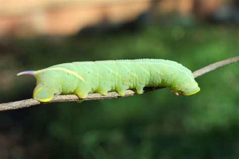 Found a Sphinx Moth Caterpillar in my Garden Yesterday : SeattleWA