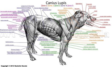 Dog Muscle Anatomy | Dog anatomy, Horse anatomy, Muscle anatomy