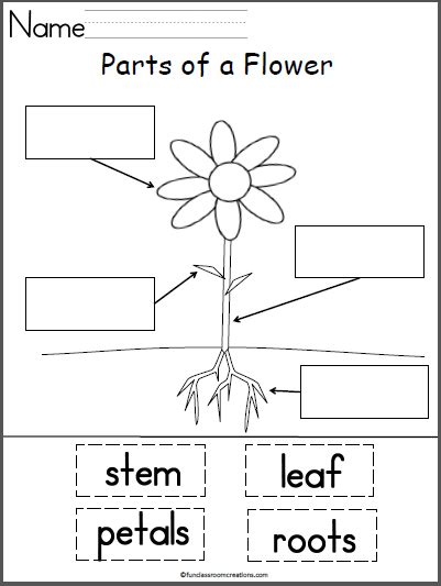 Free Parts of a Flower Labeling Worksheet | Made By Teachers