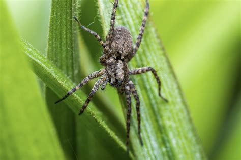 House Spiders May Be More Helpful Than Harmful - Aantex