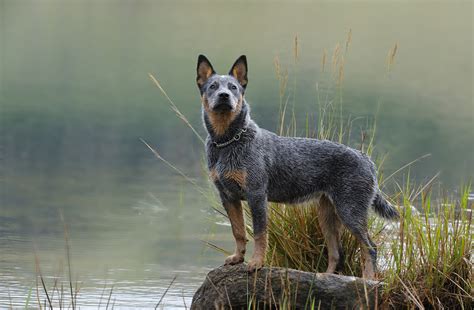 Blue Heeler Breed Information Guide: Photos, Traits & Care | BARK Post