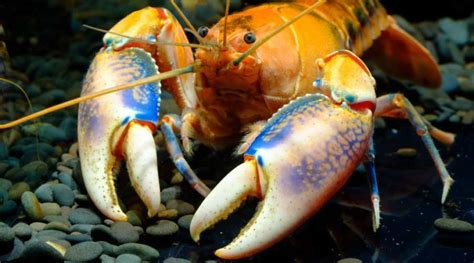 Types of Crayfish: 8 Crayfish You'll Want to Know About