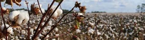 Environmental Impact of Cotton from Growing, Farming & Consuming