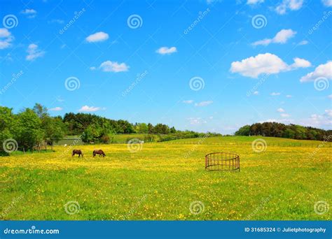 Two Horses in the Spring Meadow Stock Photo - Image of nature, flora ...