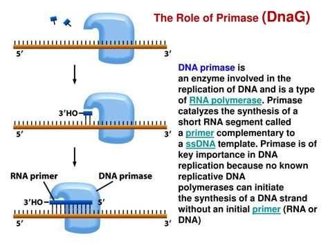 PPT - DNA Replication PowerPoint Presentation, free download - ID:9414716