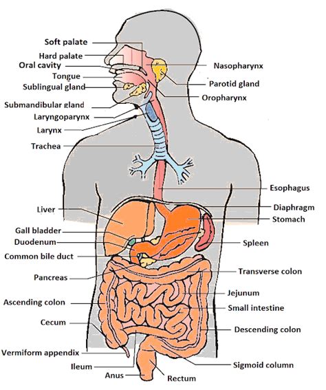 Human Body Organs List - Parts of Body Name