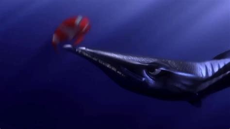 Pixar's Finding-Nemo (2003) - Barracuda Attack (Scene) - video Dailymotion