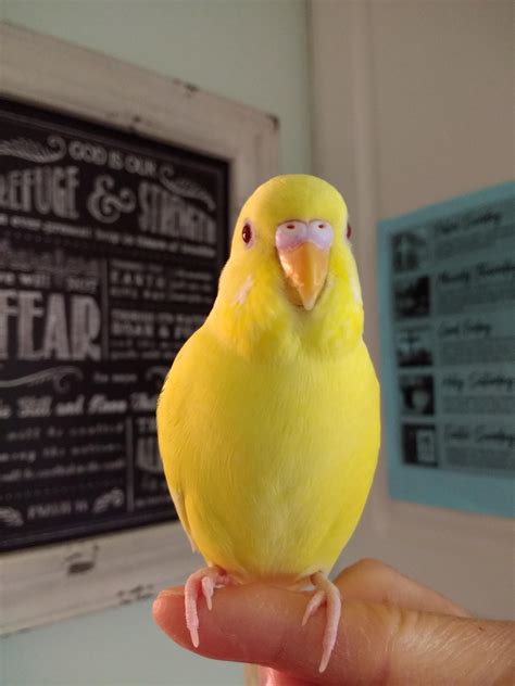 Lutino Budgie: The Vibrant Yellow Pet Bird You Need - Bird Content