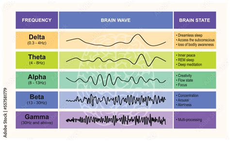 Brain waves Delta, Theta, Alpha, Beta, Gamma vector illustration chart ...