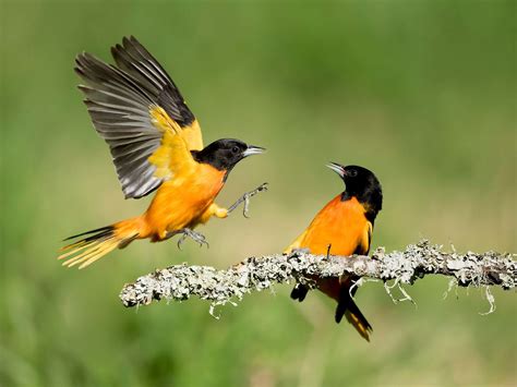 Baltimore Oriole Migration: A Complete Guide | Birdfact