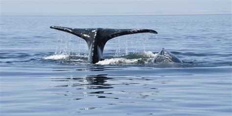 Gray Whale Facts and Figures - Gray Whale Breeding and Migration