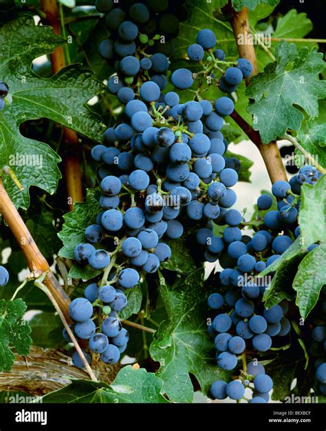 Agriculture - Closeup of mature harvest ready Merlot wine grape ...