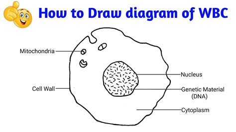 White Blood Cell Diagram Animal Cell Cells Project