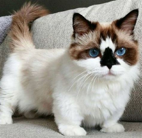 Ragdoll vs Munchkin - Breed Comparison | MyCatBreeds