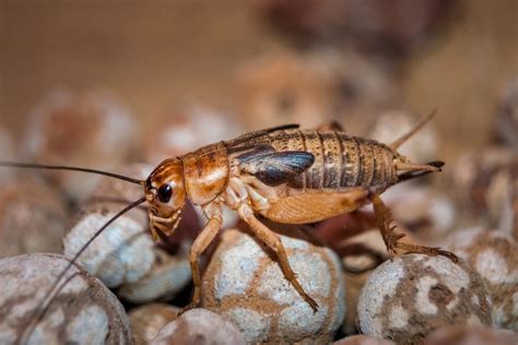 Cricket Legs Anatomy- How Many and What Do They Do?