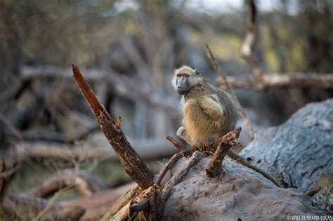 Chacma Baboon | Will Burrard-Lucas