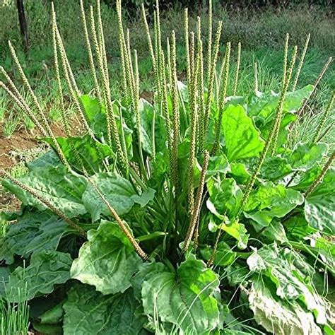 Broadleaf Plantain Seeds 200+ Organic Plantain Leaf Garden Plant ...